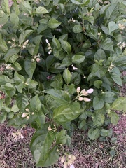 Jasminum