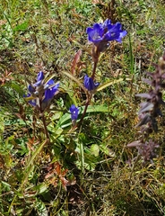 Gentiana decumbens