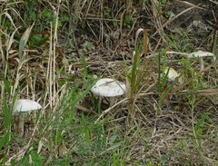 Agaricus campestris