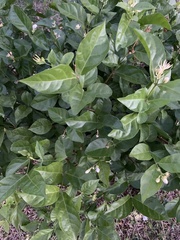 Jasminum