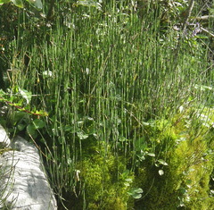 Equisetum
