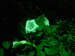 Datura innoxia