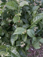 Jasminum