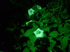 Datura innoxia