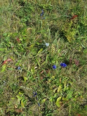 Gentiana decumbens