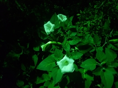 Datura innoxia