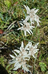 Leontopodium ochroleucum