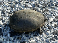 Kinosternon subrubrum subrubrum