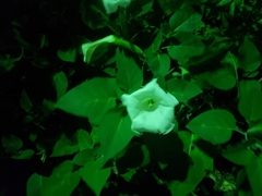 Datura innoxia