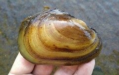 Potamilus fragilis
