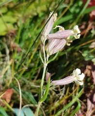 Silene amoena