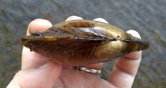 Potamilus fragilis