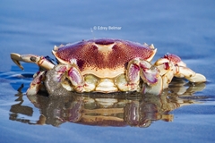 Ovalipes trimaculatus