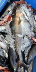 Seriola dumerili