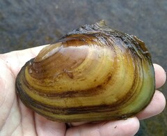 Potamilus fragilis