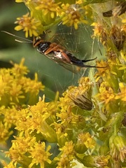 Pimpla pedalis