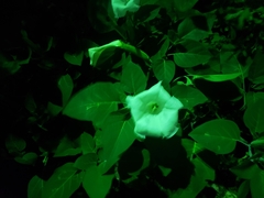 Datura innoxia