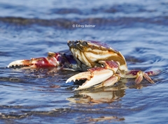 Ovalipes trimaculatus