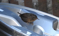 Troglodytes pacificus