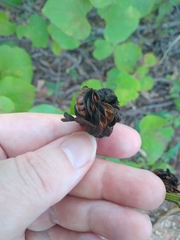 Desmanthus illinoensis