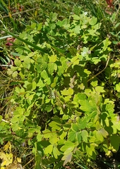Thalictrum foetidum