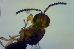 Scelionidae