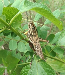 Cyrtacanthacris tatarica