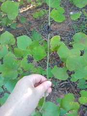 Desmanthus illinoensis