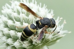 Euodynerus hidalgo boreoorientalis