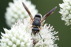 Euodynerus hidalgo boreoorientalis