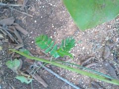 Desmanthus illinoensis