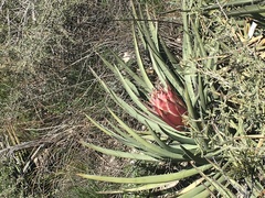 Yucca baccata