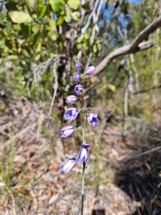 Thelymitra ixioides