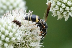 Euodynerus hidalgo boreoorientalis