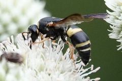 Euodynerus hidalgo boreoorientalis