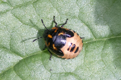 Cosmopepla lintneriana