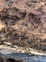 Lithobiomorpha