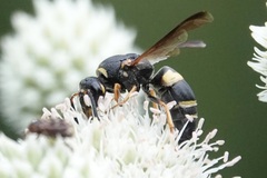 Euodynerus hidalgo boreoorientalis