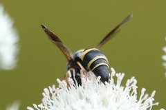 Euodynerus hidalgo boreoorientalis