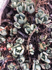 Sedum obtusatum