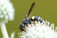 Euodynerus hidalgo boreoorientalis