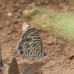 Leptotes plinius