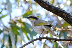 Gavicalis virescens