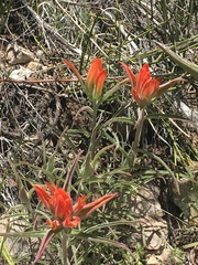 Castilleja integra