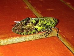 Phenax variegata