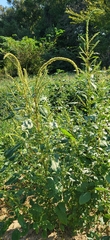 Amaranthus spinosus