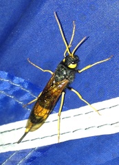 Urocerus flavicornis