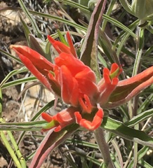 Castilleja integra