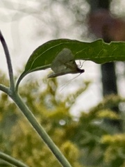 Blepharomastix ranalis