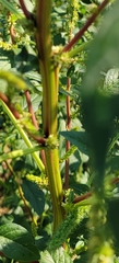 Amaranthus spinosus
